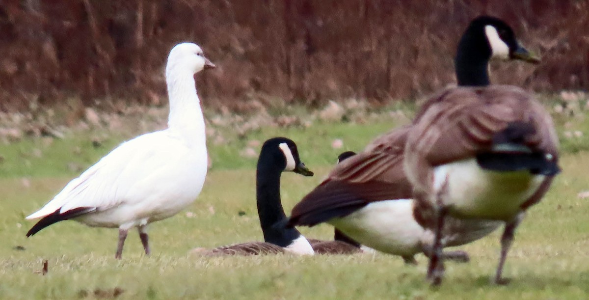 Ross's Goose - ML612711702