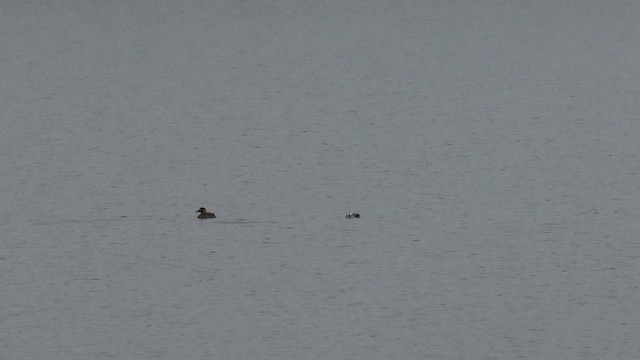 Long-tailed Duck - ML612711704