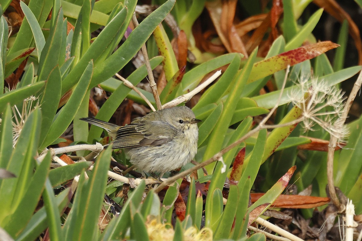 Paruline tigrée - ML612711751