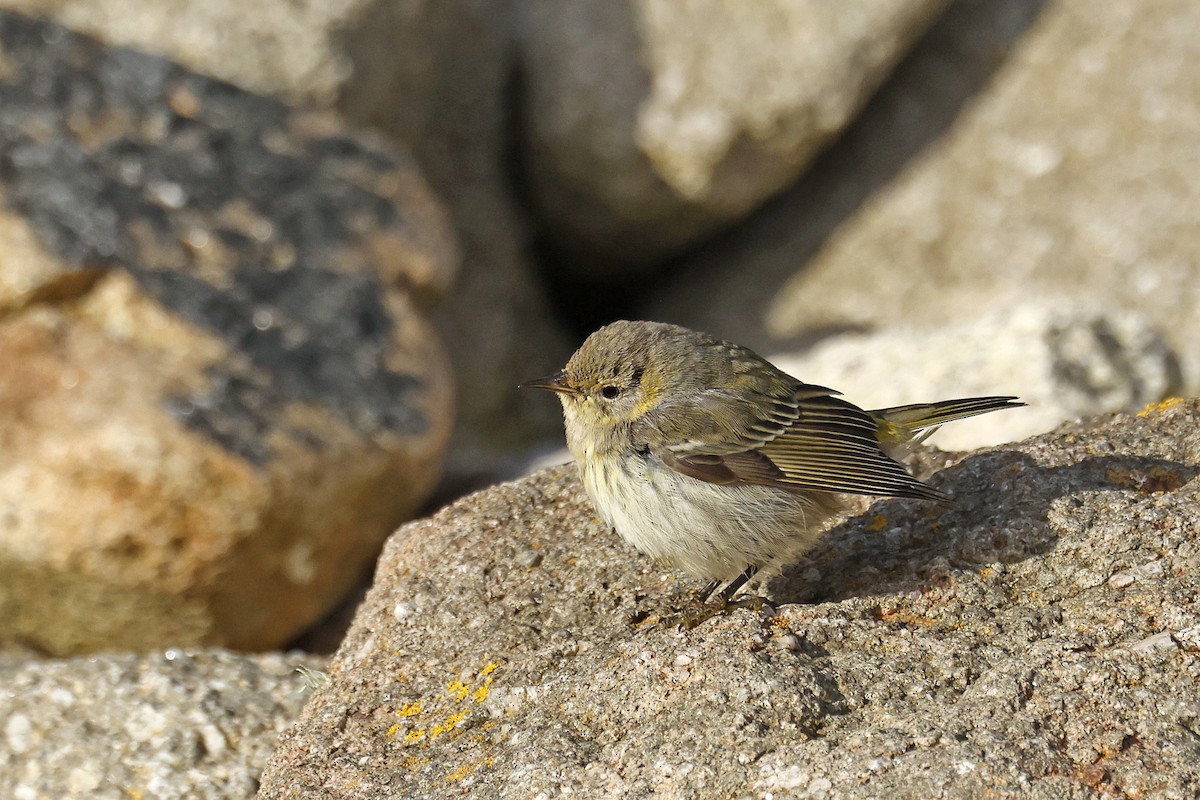 Cape May Warbler - Dominic Mitchell