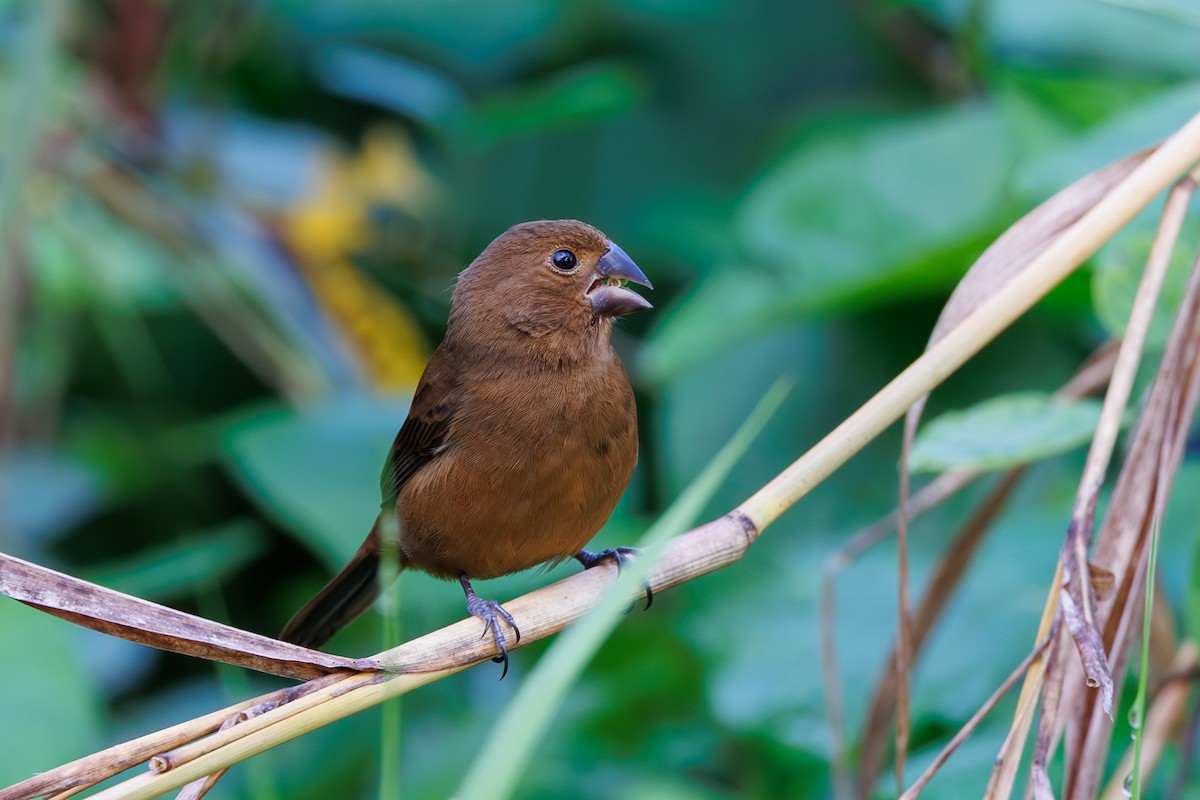 Thick-billed Seed-Finch - ML612711754
