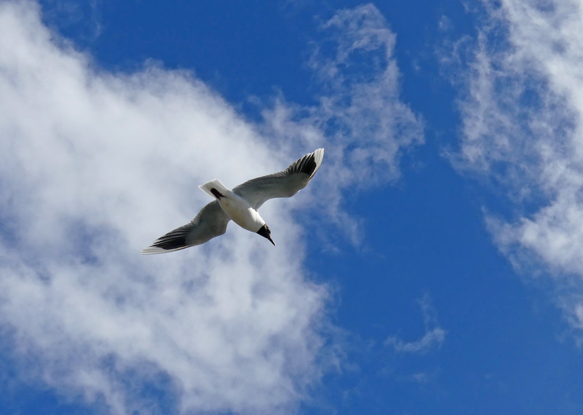 Mouette de Patagonie - ML612711763