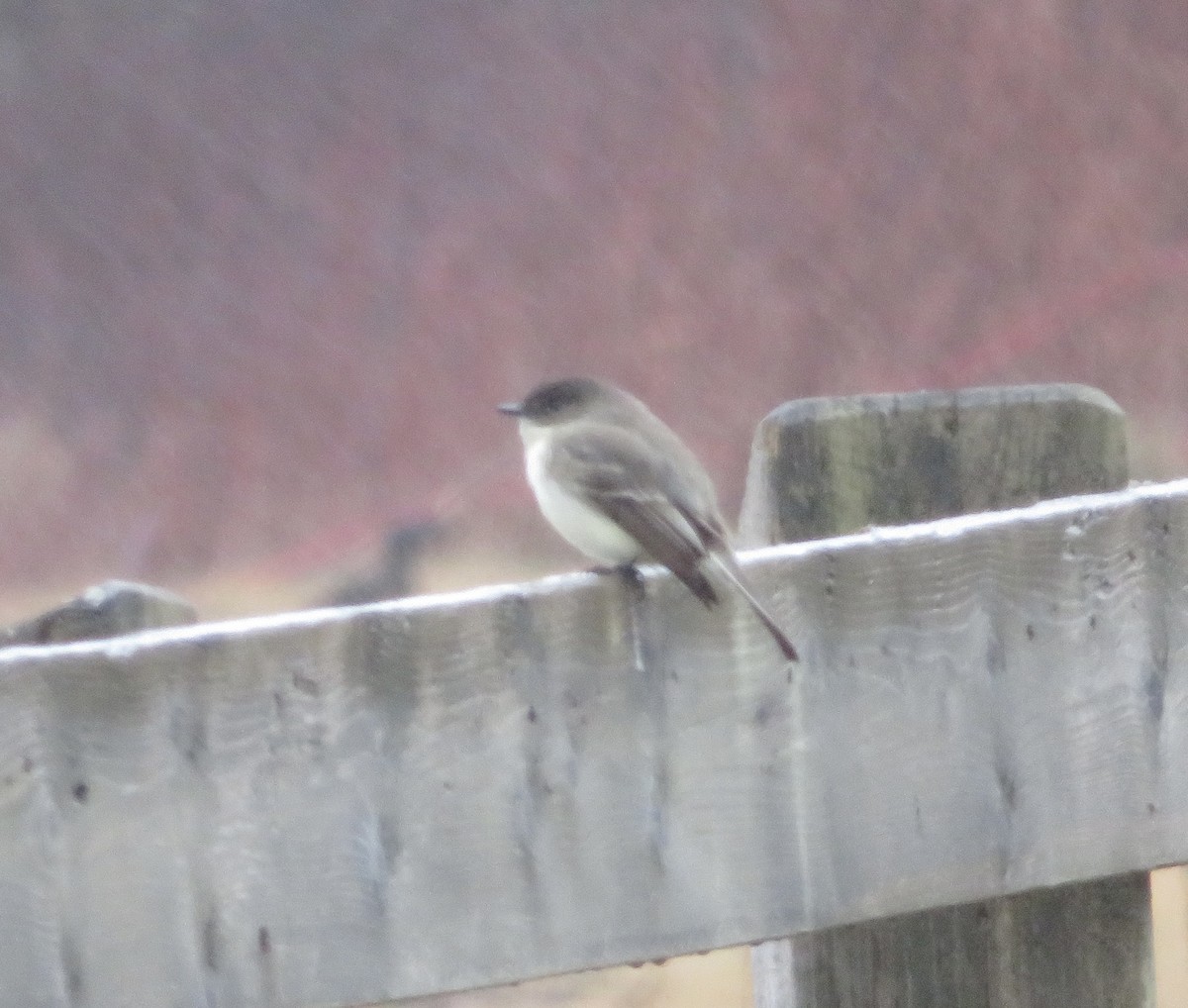 Eastern Phoebe - ML612711774