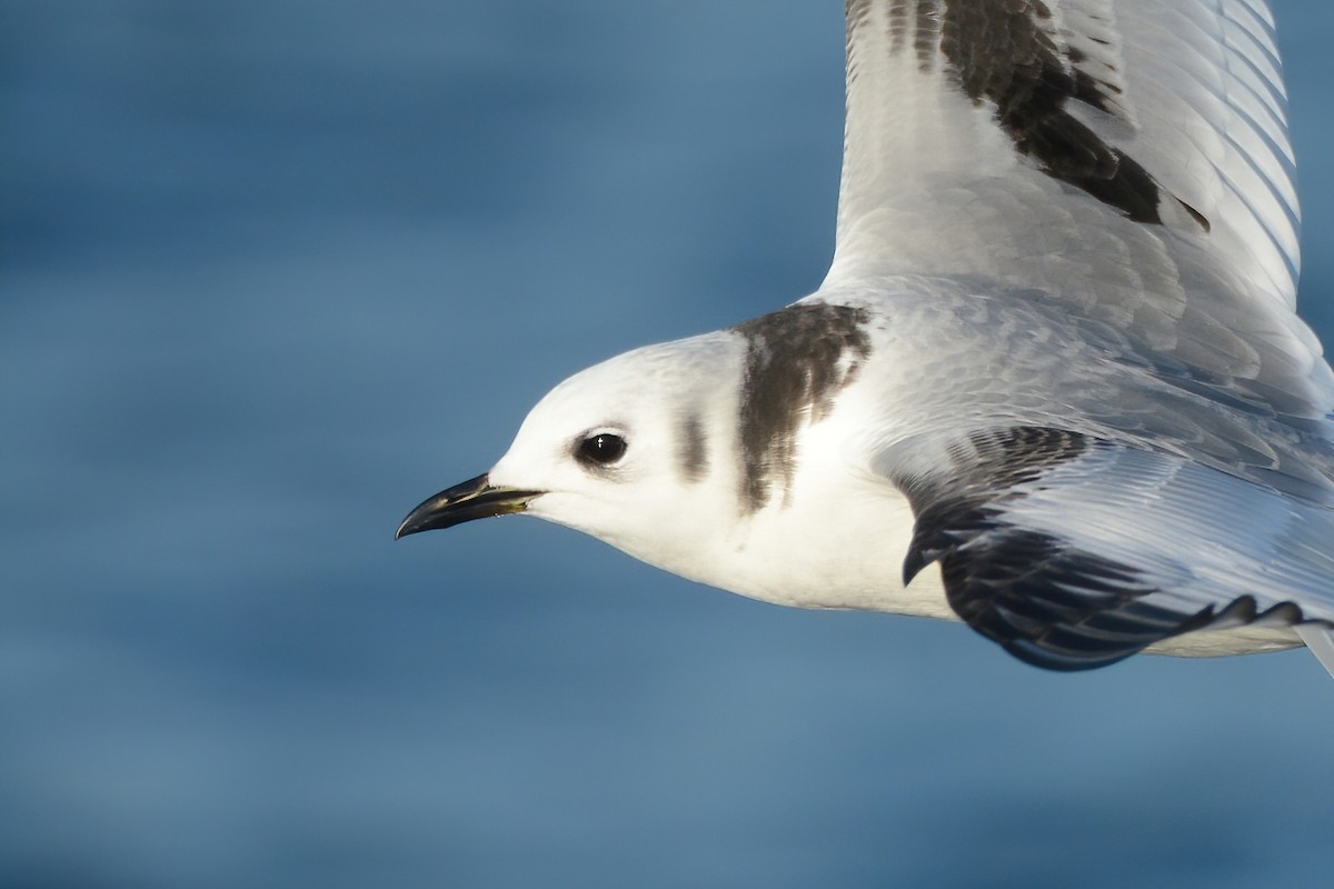 Black-legged Kittiwake - ML612711779