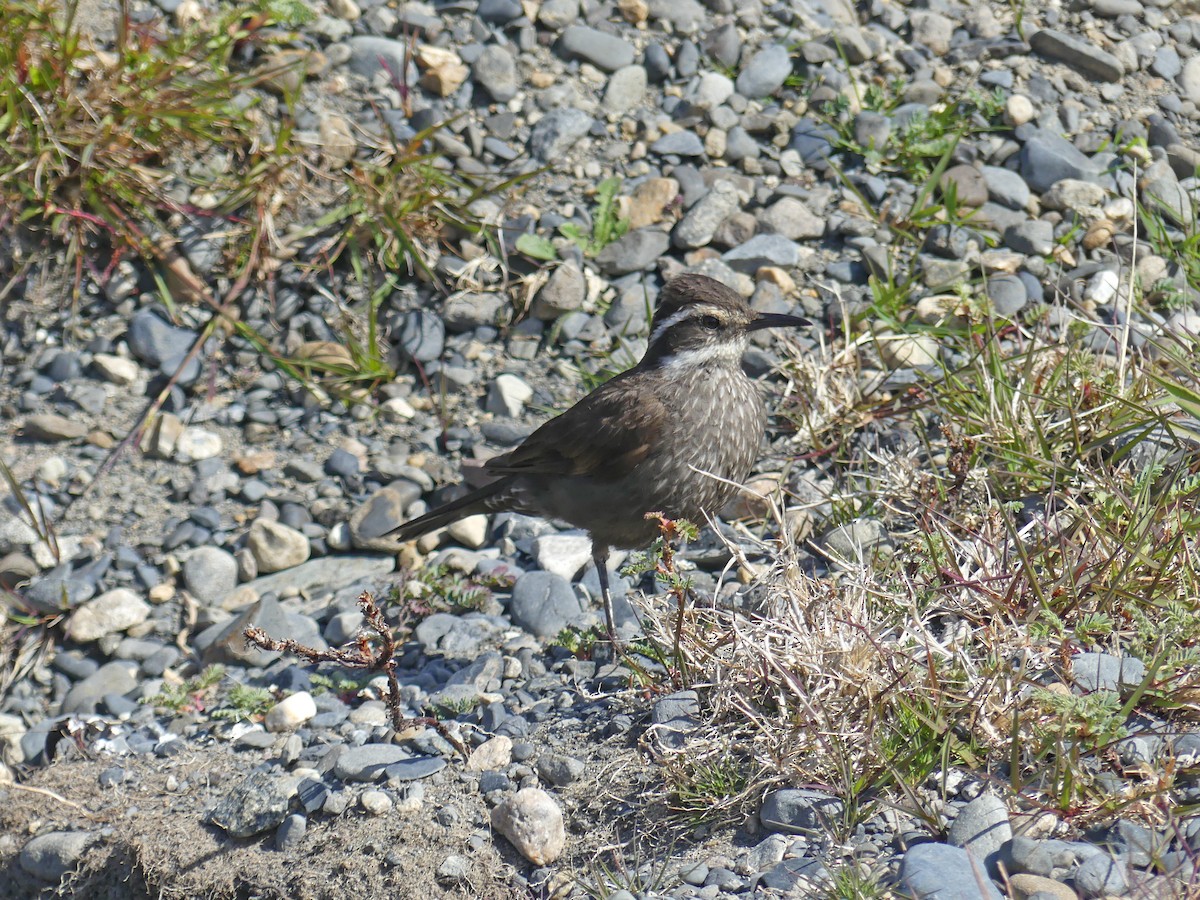 Remolinera Araucana - ML612711797