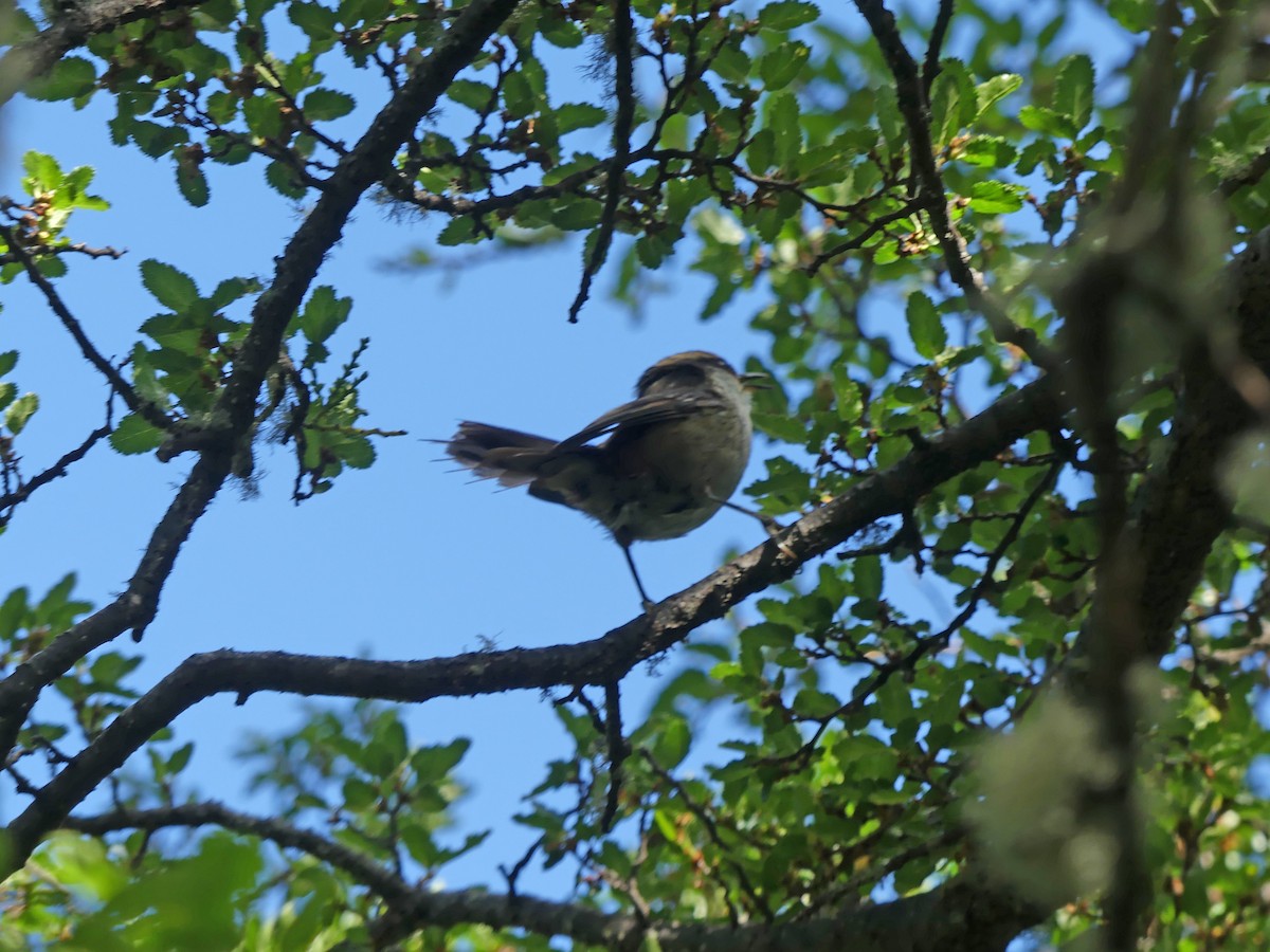 Thorn-tailed Rayadito - ML612711823