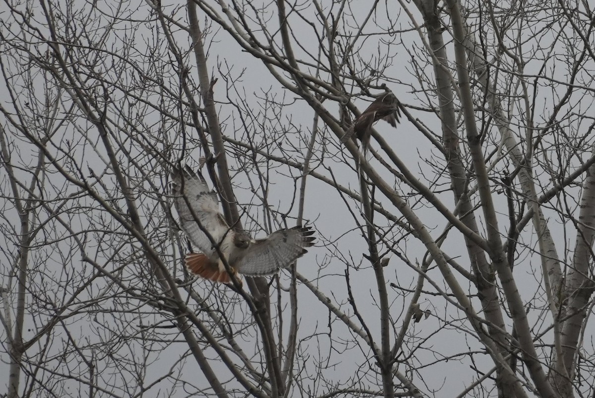 Red-tailed Hawk - Dwayne Murphy