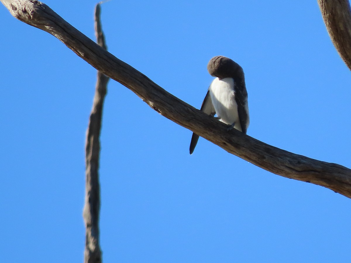 White-breasted Woodswallow - Sandra Henderson