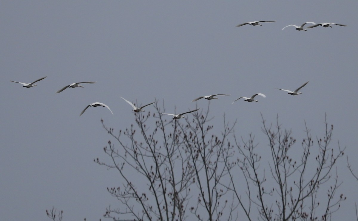 Tundra Swan (Whistling) - Rob Bielawski