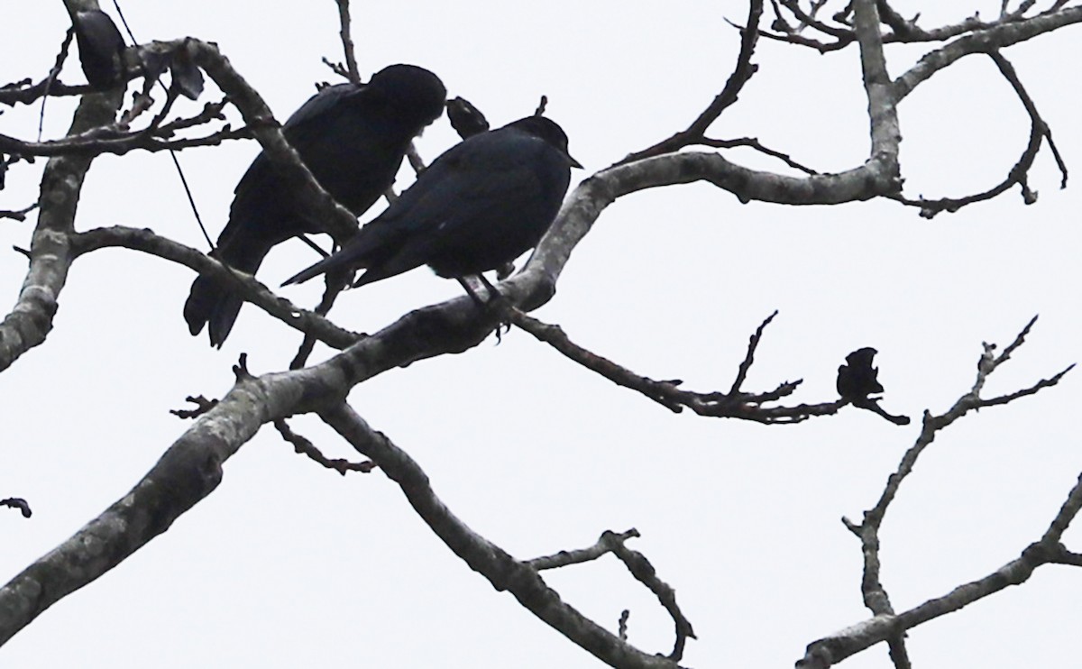 Brewer's Blackbird - Rob Bielawski