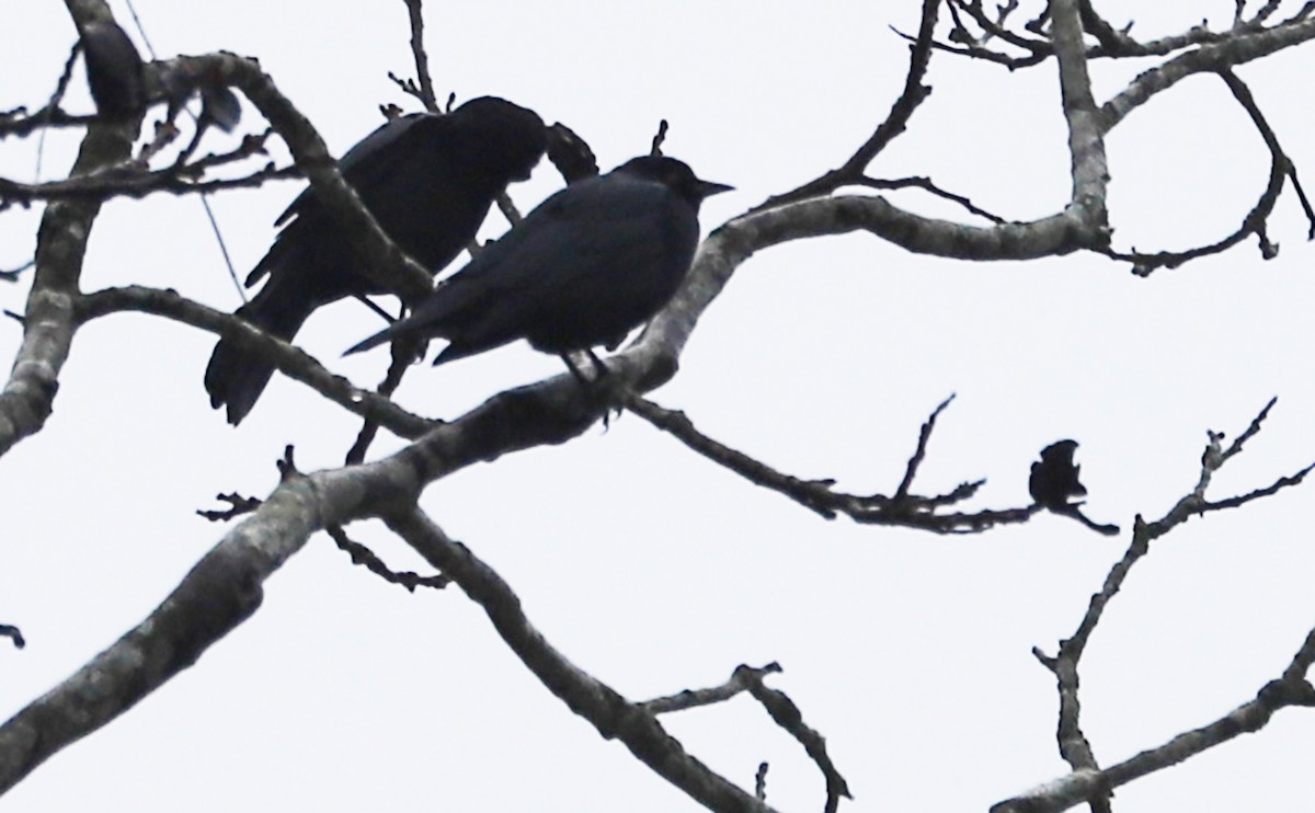 Brewer's Blackbird - Rob Bielawski