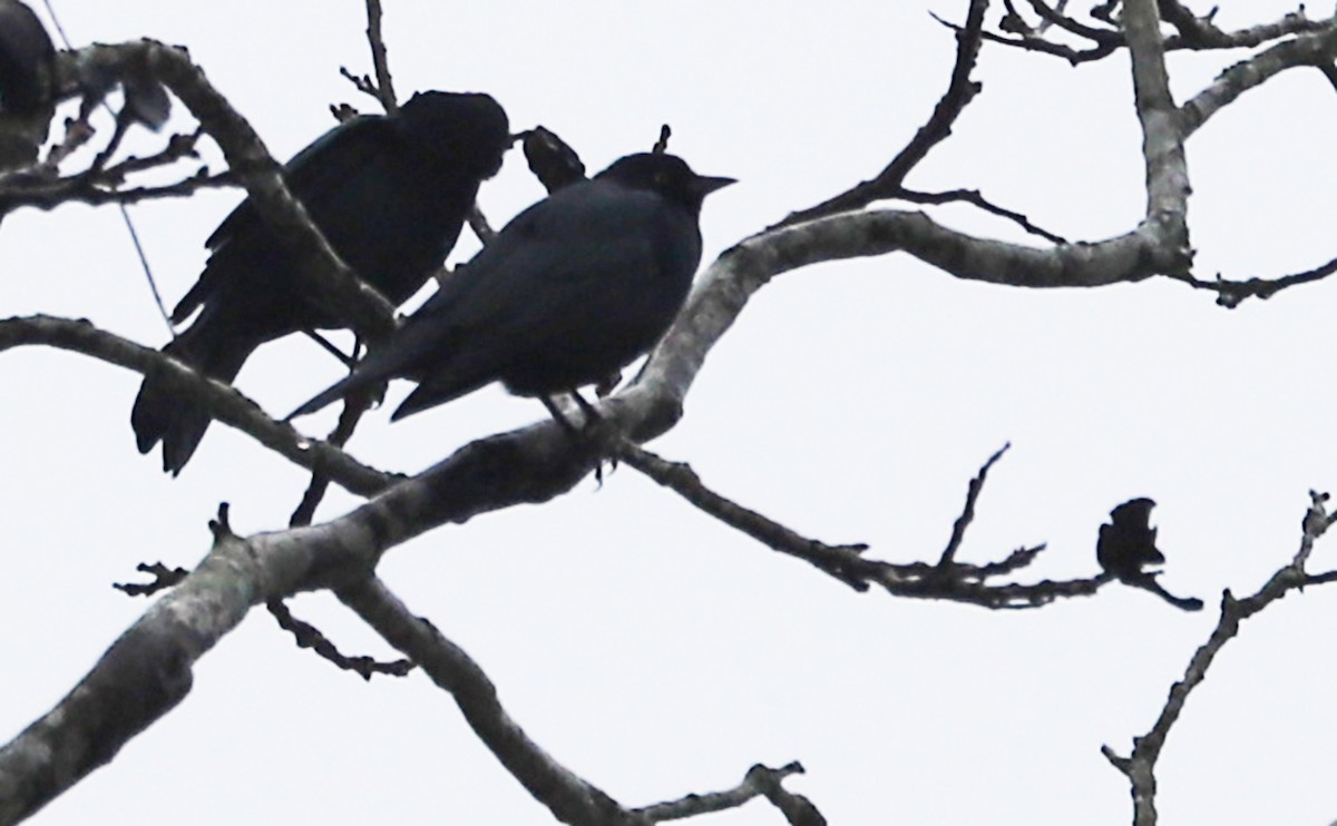 Brewer's Blackbird - Rob Bielawski