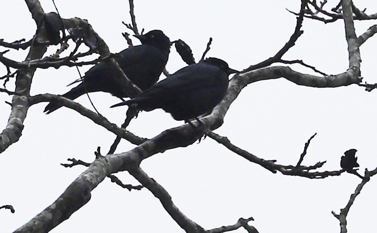 Brewer's Blackbird - ML612711885