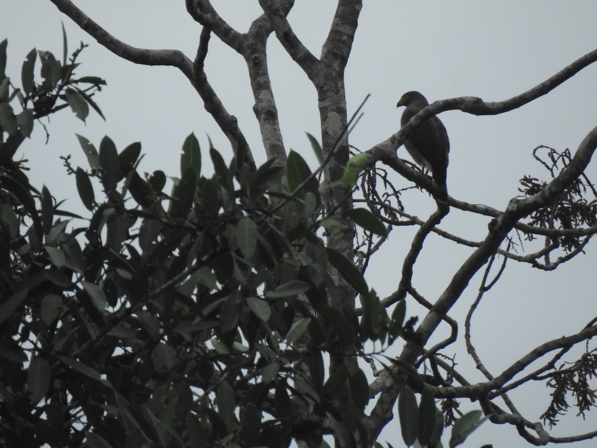 Roadside Hawk - ML612711905