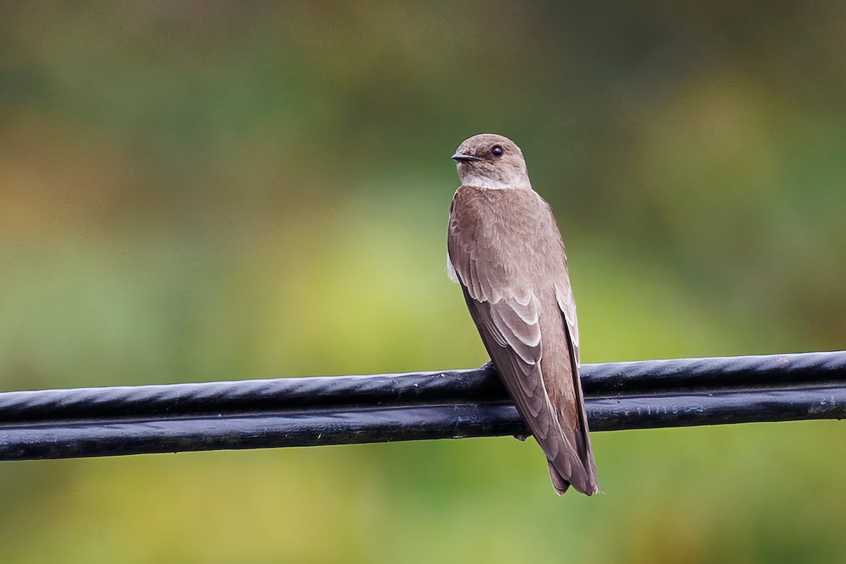 Northern Rough-winged Swallow - ML612711920
