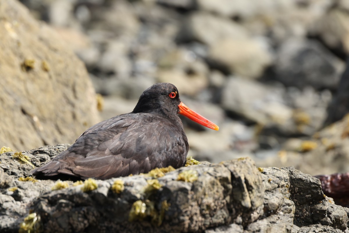 Variable Oystercatcher - ML612711928