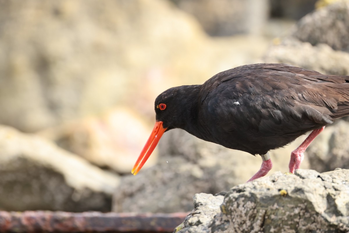 Variable Oystercatcher - ML612711930