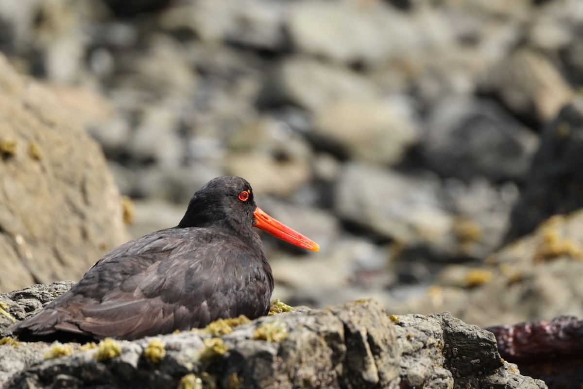 Variable Oystercatcher - ML612711932