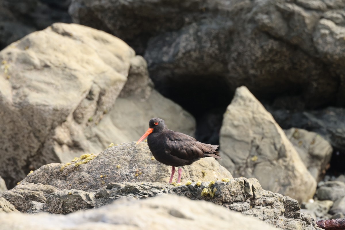 Variable Oystercatcher - ML612711933