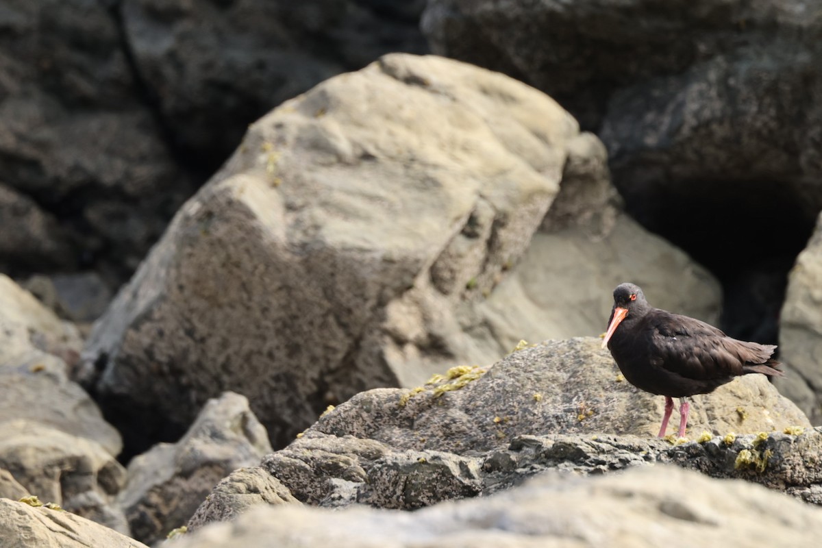 Variable Oystercatcher - ML612711935