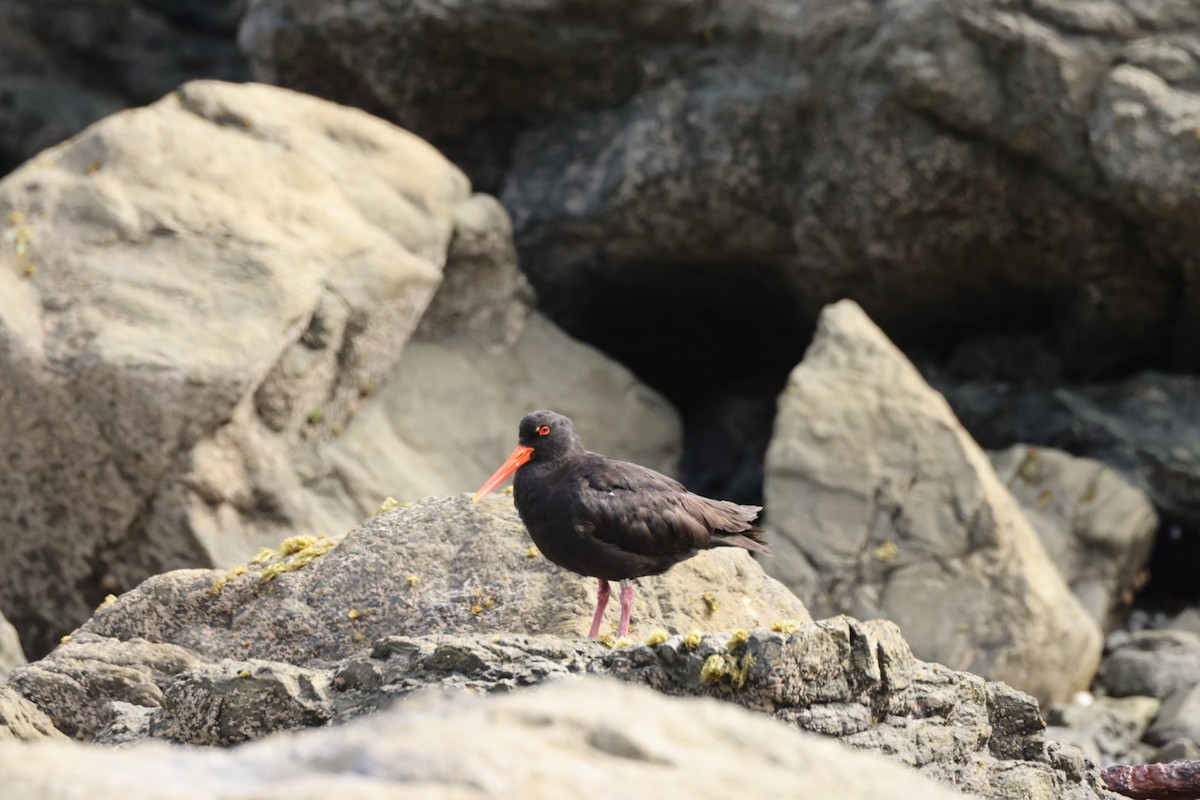 Variable Oystercatcher - ML612711936
