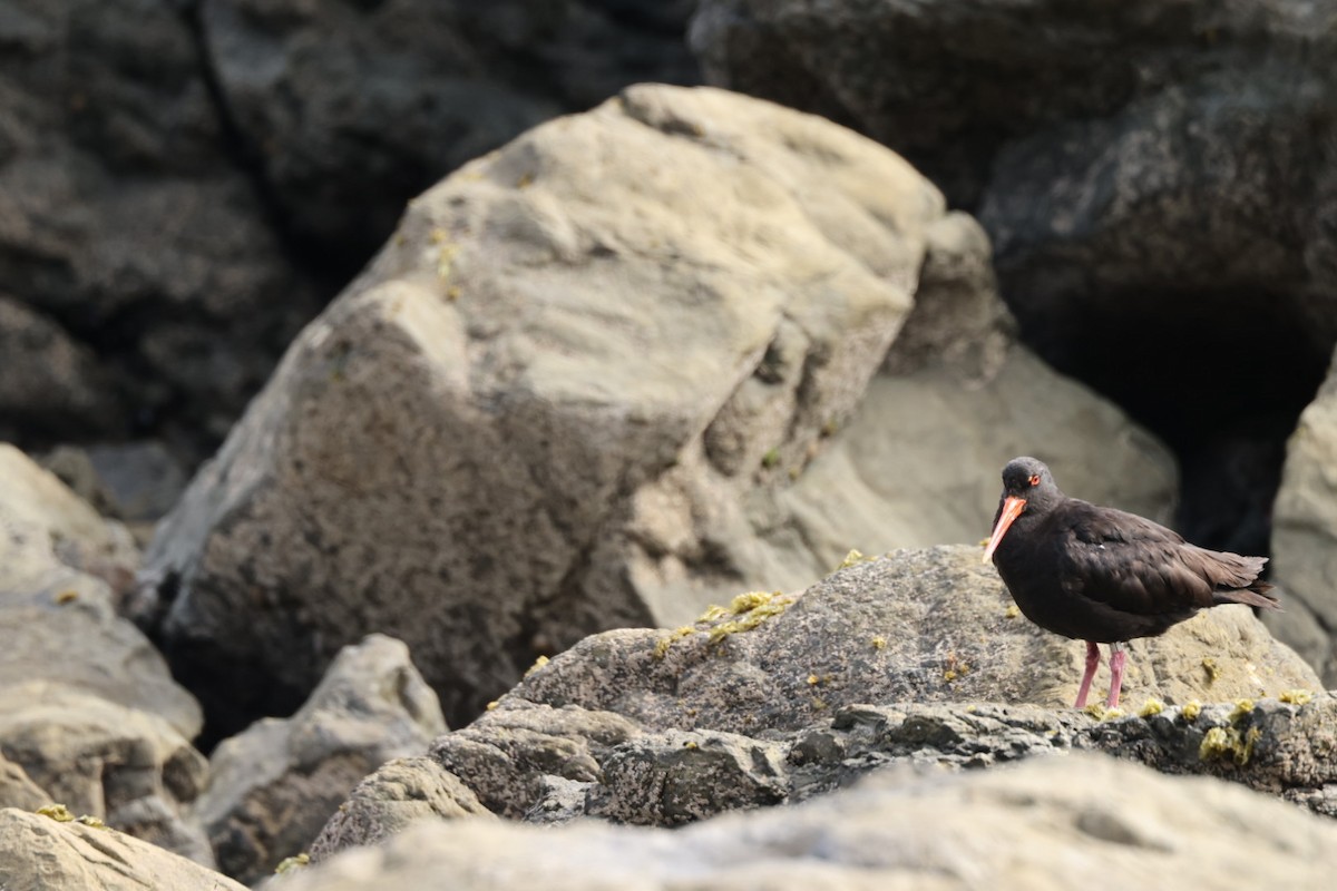Variable Oystercatcher - ML612711937