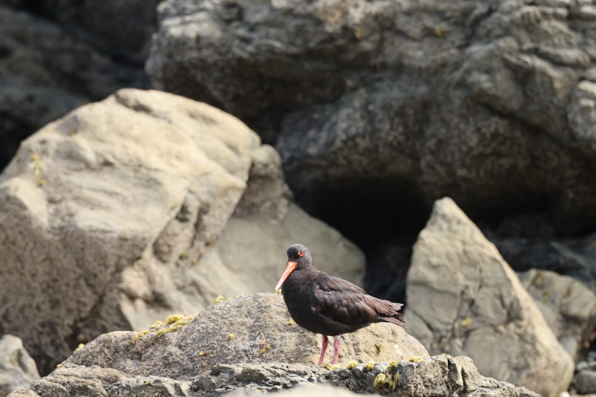 Variable Oystercatcher - ML612711938
