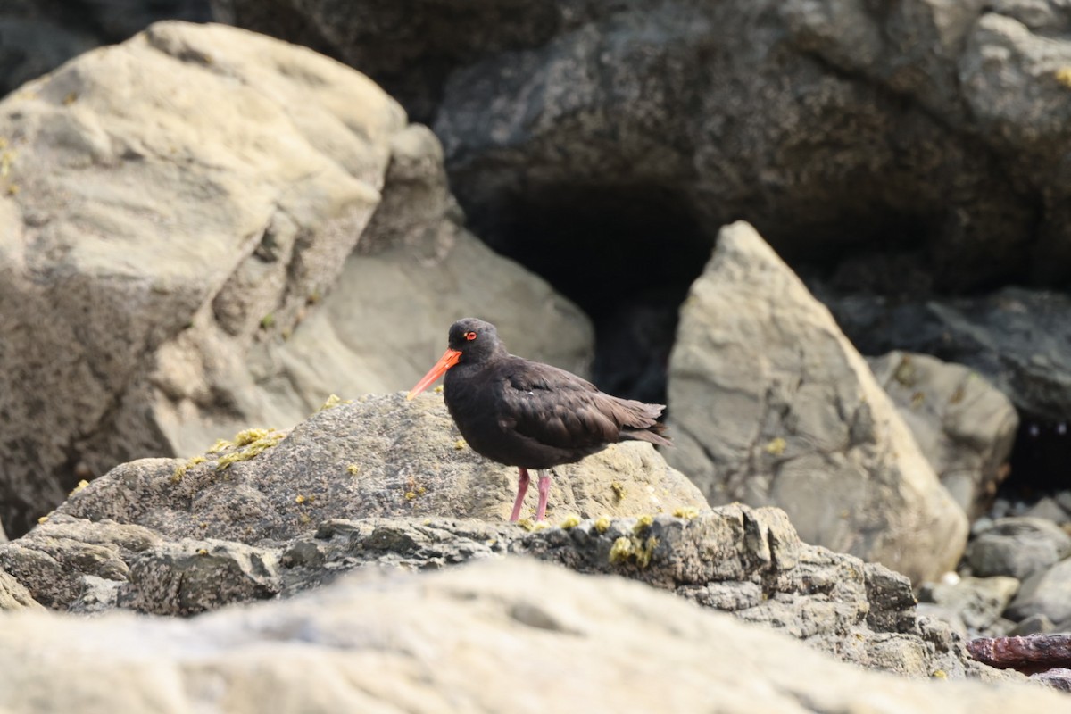 Variable Oystercatcher - ML612711939