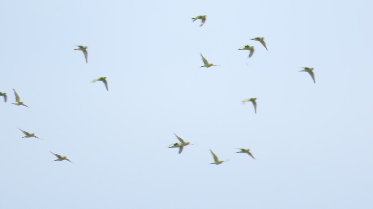 Green Parakeet (Red-throated) - ML612711944