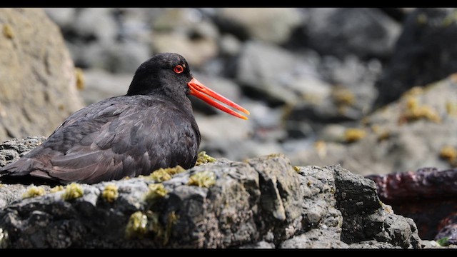 Neuseeland-Austernfischer - ML612711945