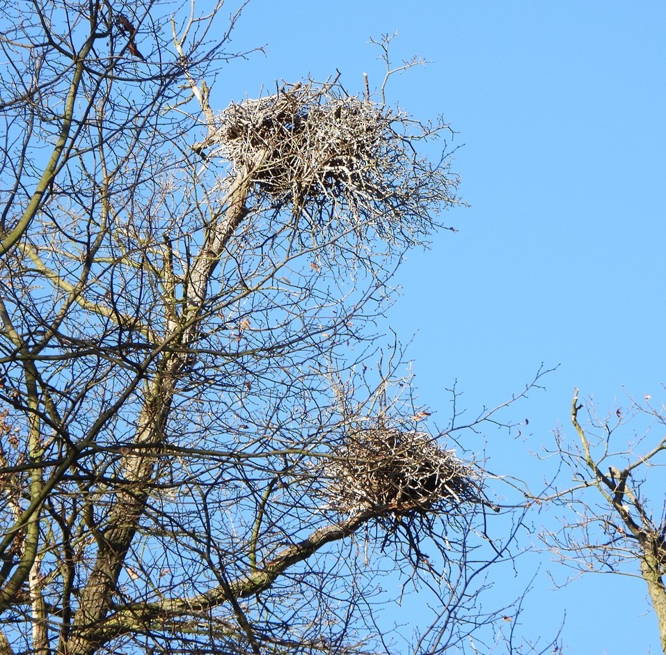 Хөх дэглий - ML612711967