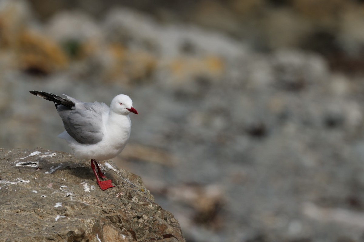 Silver Gull - ML612711973
