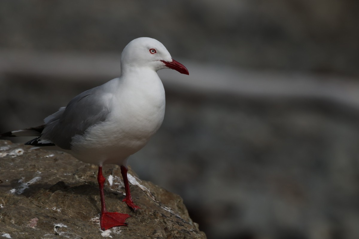 Silver Gull - ML612711974