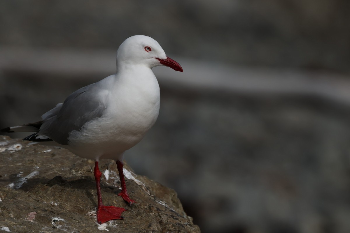 Silver Gull - ML612711975