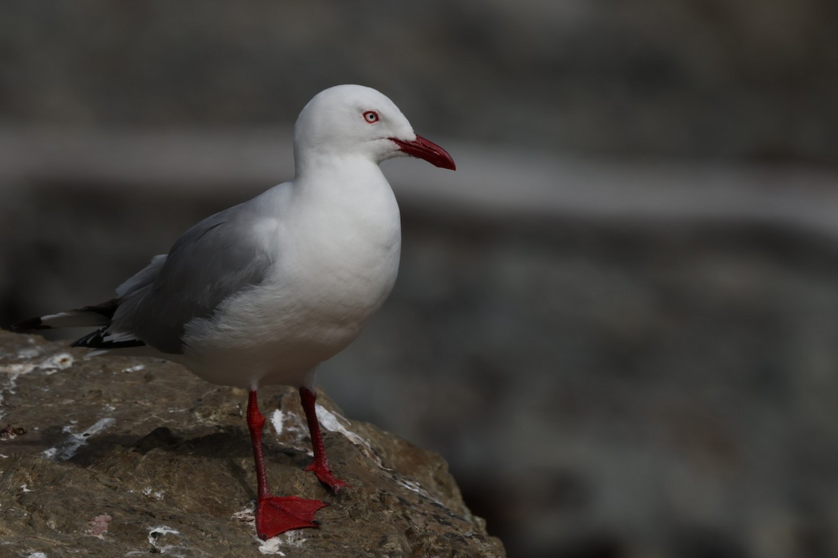 Silver Gull - ML612711977
