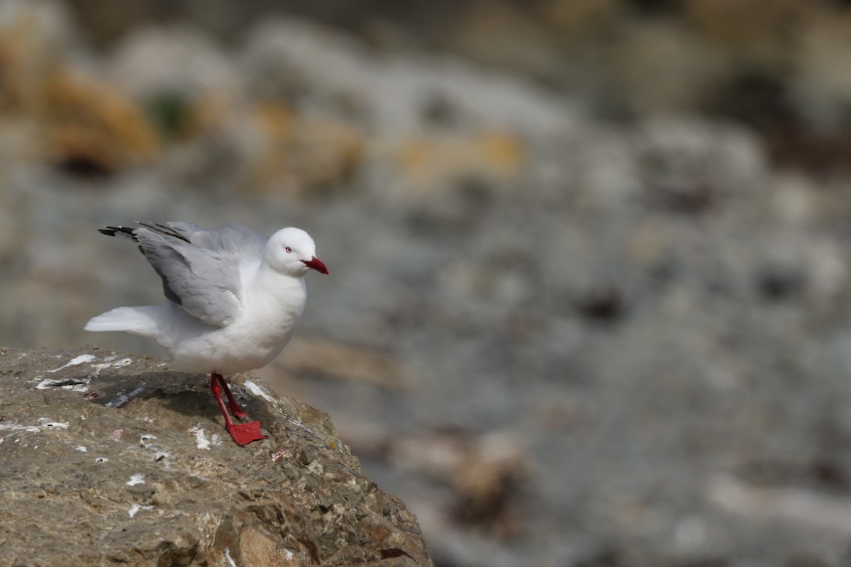 Silver Gull - ML612711979