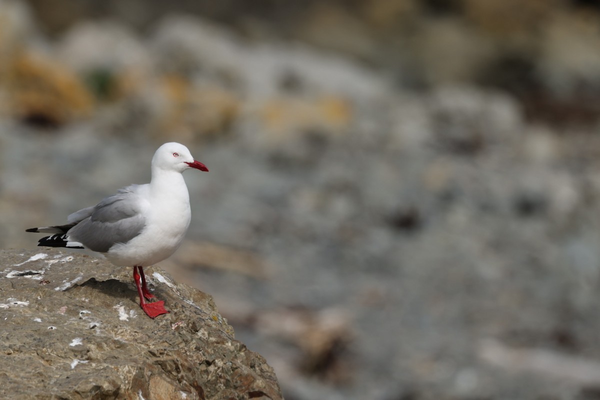 Silver Gull - ML612711980
