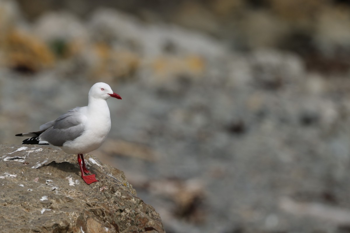 Silver Gull - ML612711981