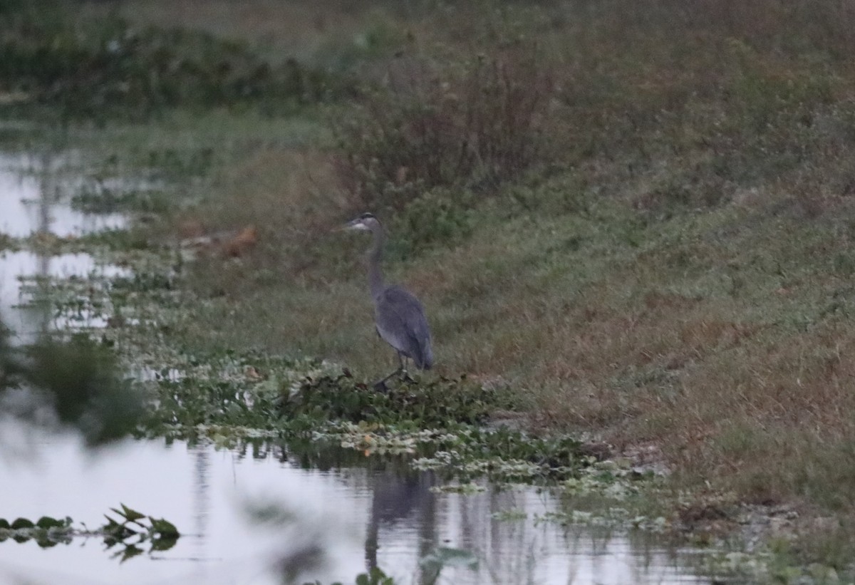 Great Blue Heron (Great Blue) - "Chia" Cory Chiappone ⚡️