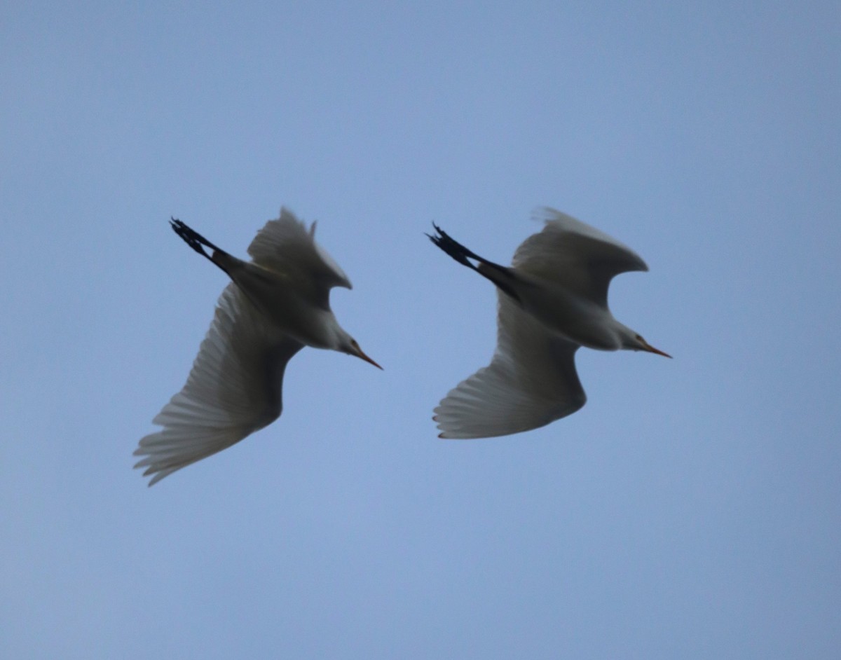 Western Cattle Egret - ML612712164