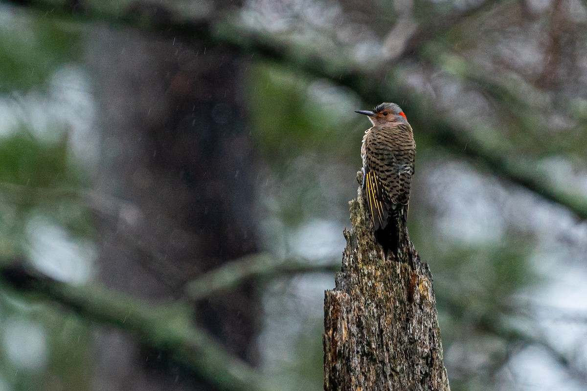 Northern Flicker - ML612712184