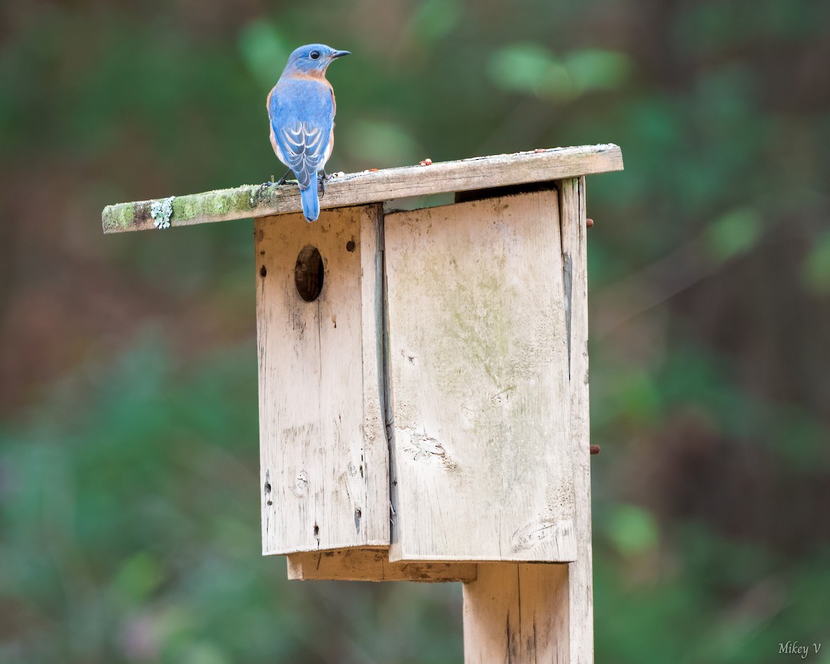 Eastern Bluebird - ML612712202