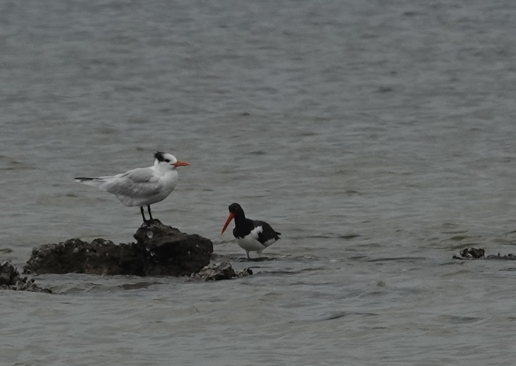 Royal Tern - ML612712236