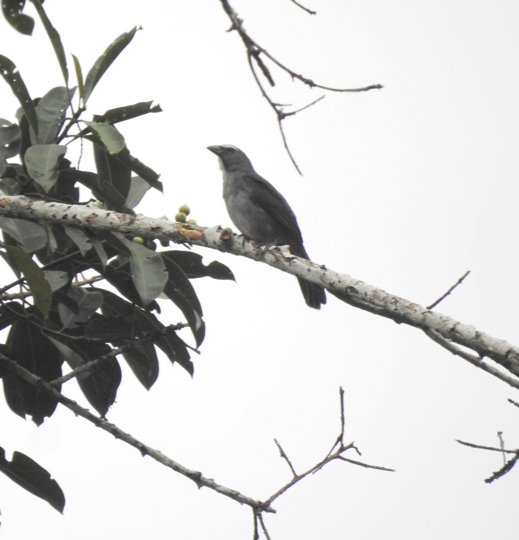 Bluish-gray Saltator - fabian castillo