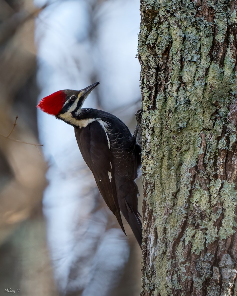 Pileated Woodpecker - ML612712272