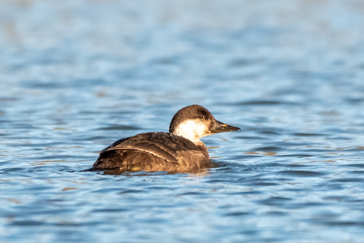 Common Scoter - ML612712297