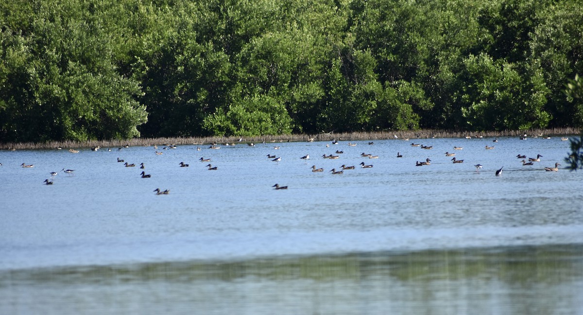 Blue-winged Teal - ML612712308