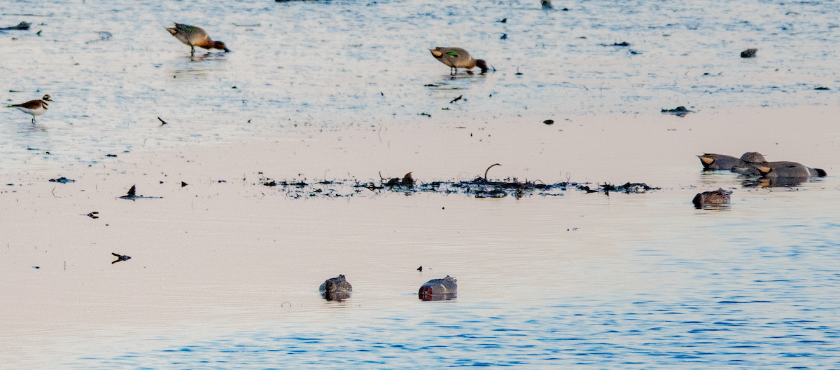 Green-winged Teal - ML612712334