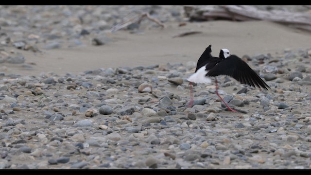 Pied Stilt - ML612712420