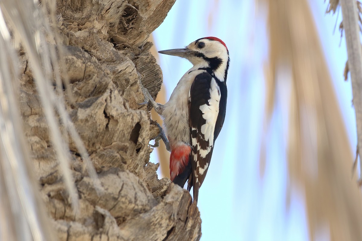 Sind Woodpecker - ML612712423